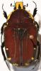 Euchroea oberthuri